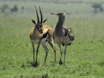 Kori bustard & Tompson's gazelle eyeing each other